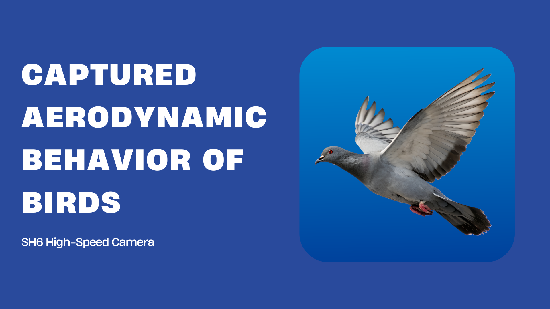 Capturing the Instant a Pigeon Takes Off: A High-Speed Imaging Case Study