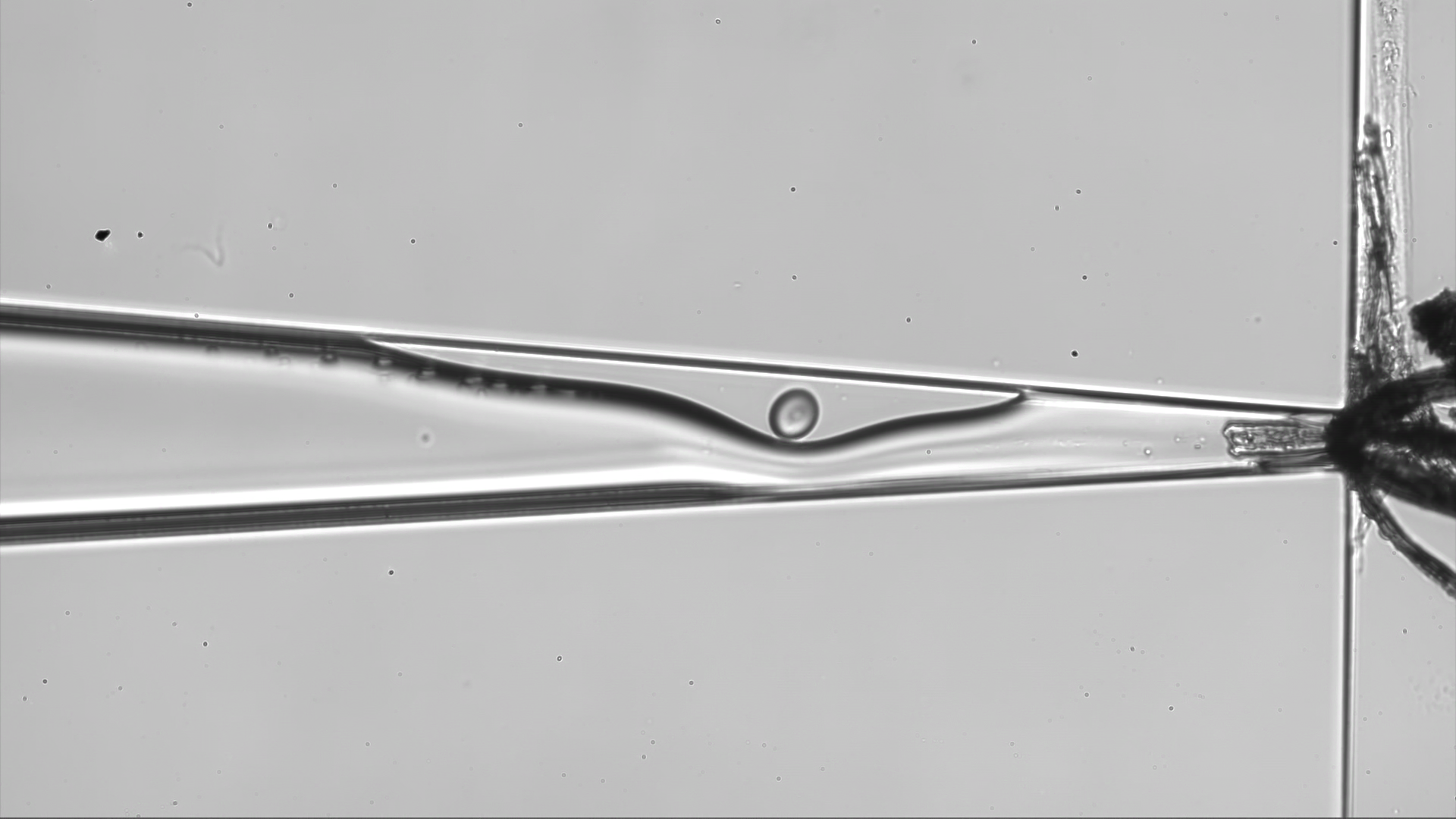 Microfluidics experiment_SinceVision.png