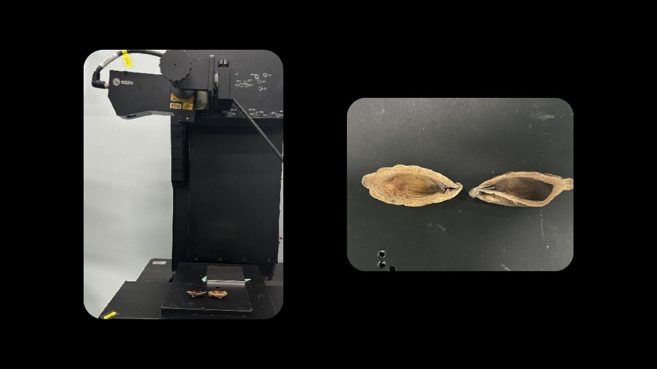 1768274668544268.jpg Betel Nut 5 SinceVision.jpg