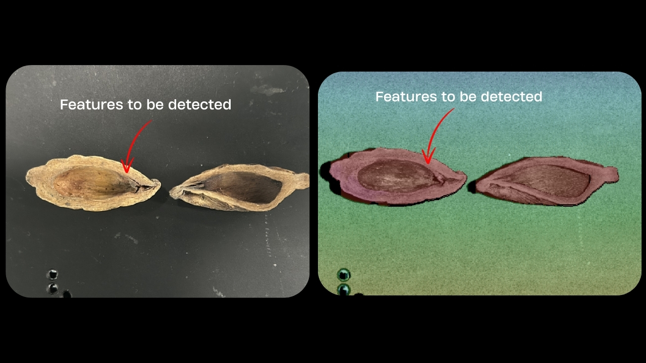 1768274618249060.jpg Betel Nut 2 SinceVision.jpg