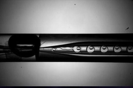 Observe Fluid Flow in Microfluidic Chips