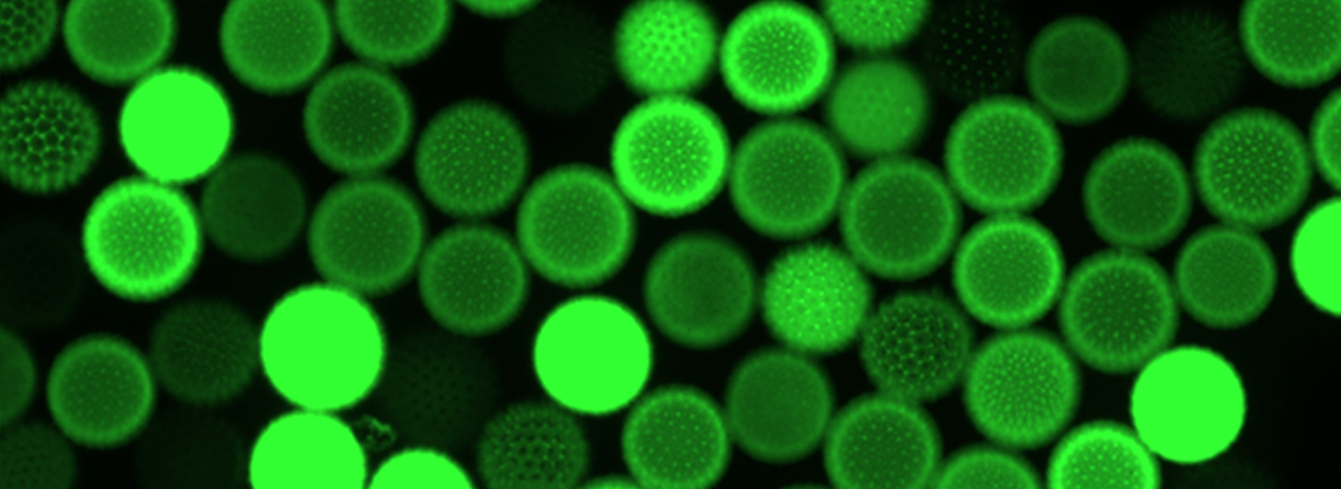 Plant Cell Fluorescence Imaging with sCMOS Camera