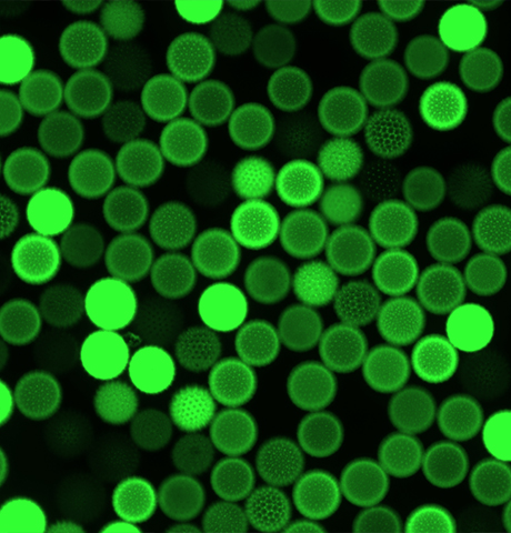 Plant Cell Fluorescence Imaging