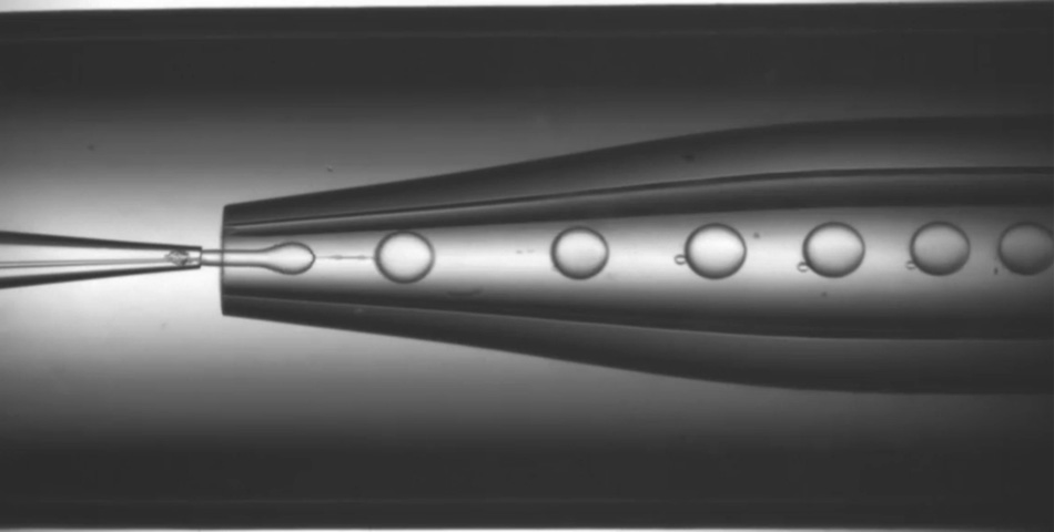 Observation of Cell Microfluidic Experiment