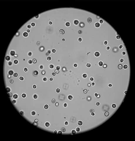 Observation of the Movement of Cell Fagella
