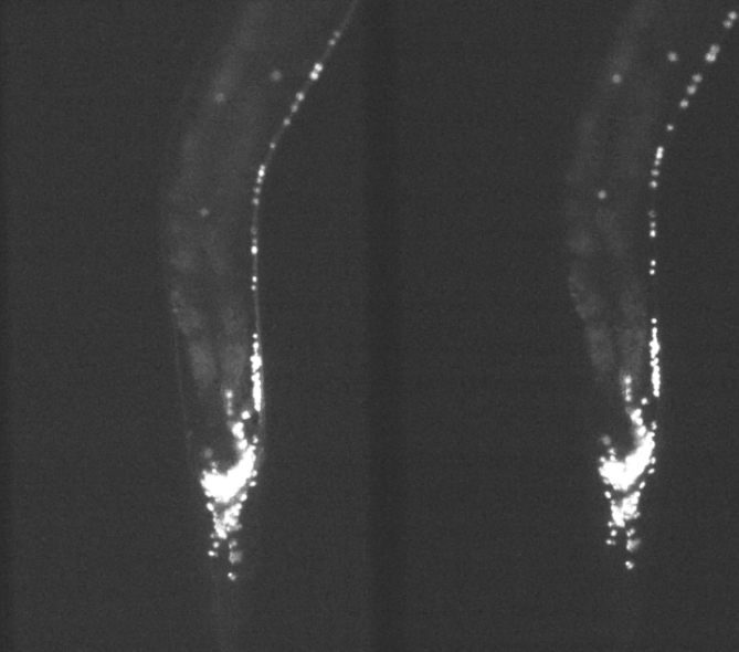 Observation of Nematodes Under Fluorescence